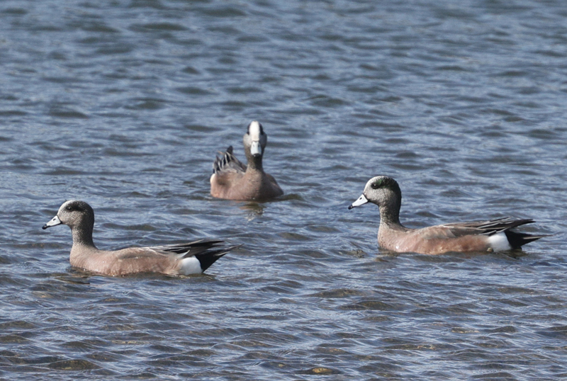 American Wigeon