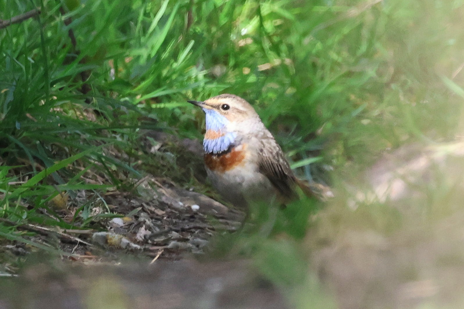Red-spotted Bluethroat
