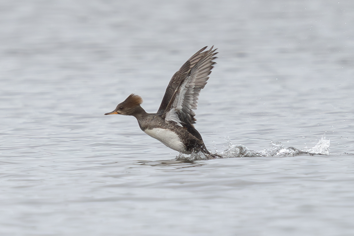 Hooded Merganser