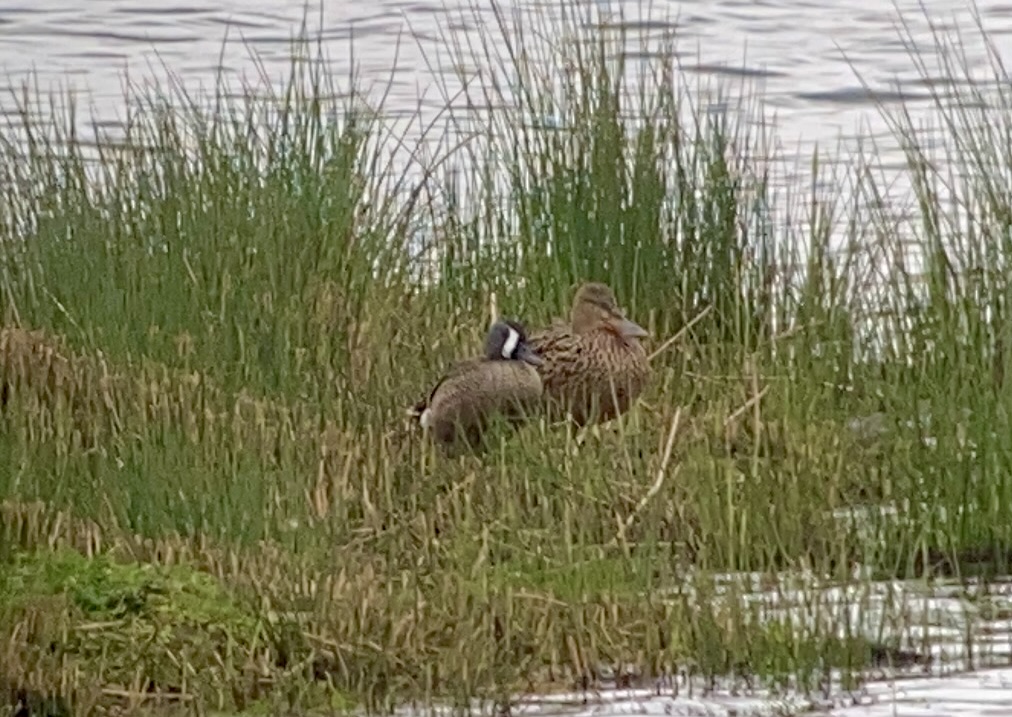 Blue-winged Teal