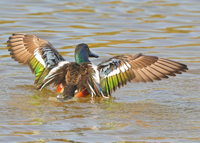 Shoveler