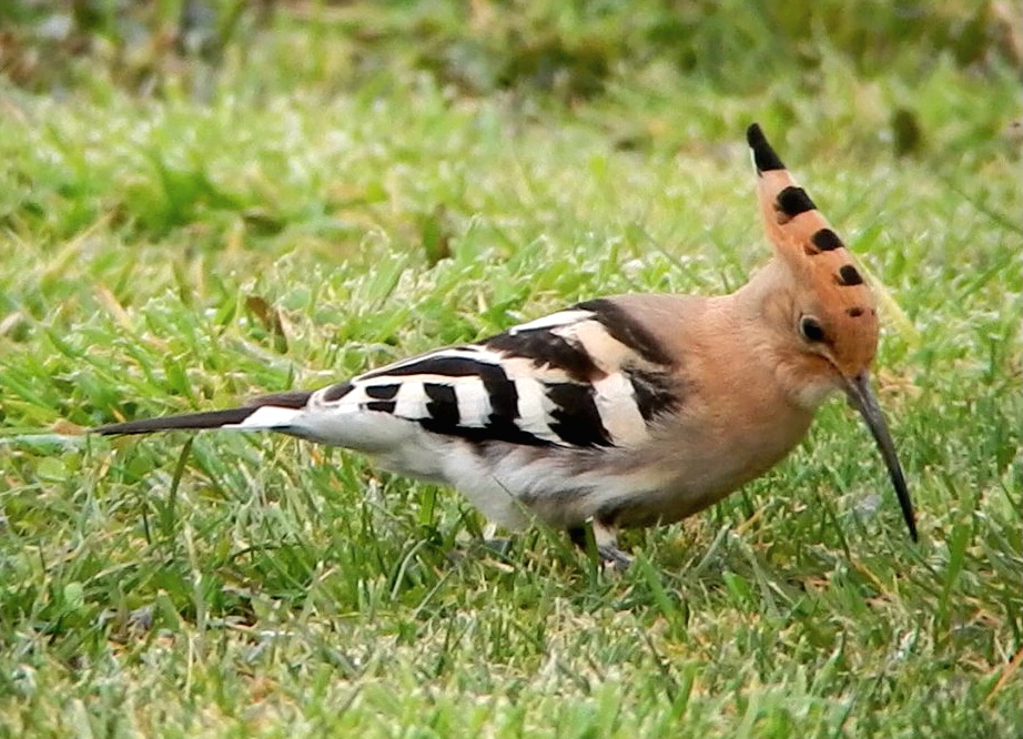 Hoopoe