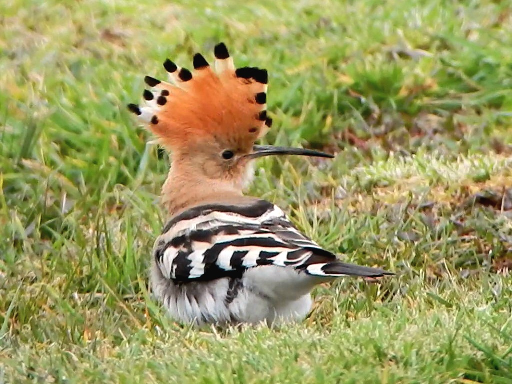 Hoopoe