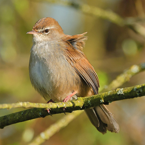 Cetti's Warbler