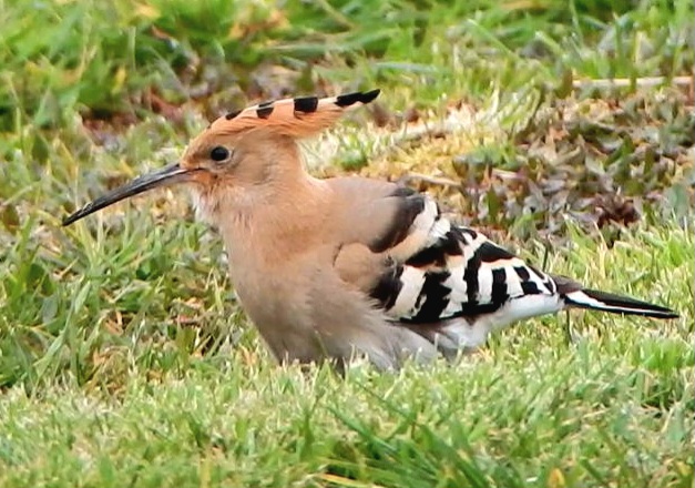 Hoopoe