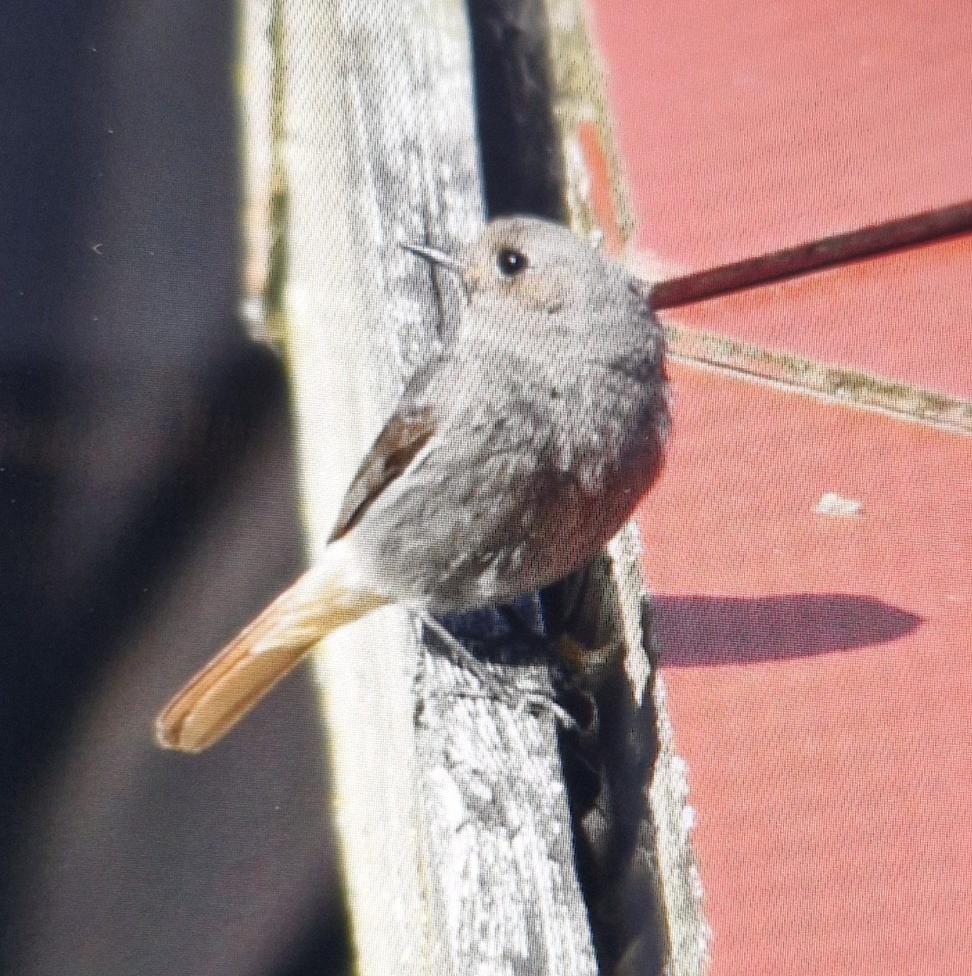 Black Redstart
