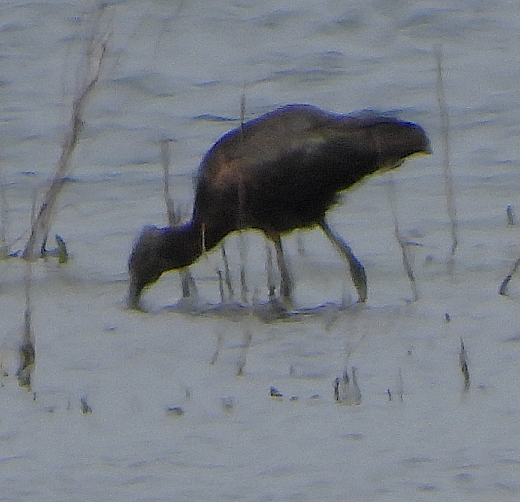 Glossy Ibis