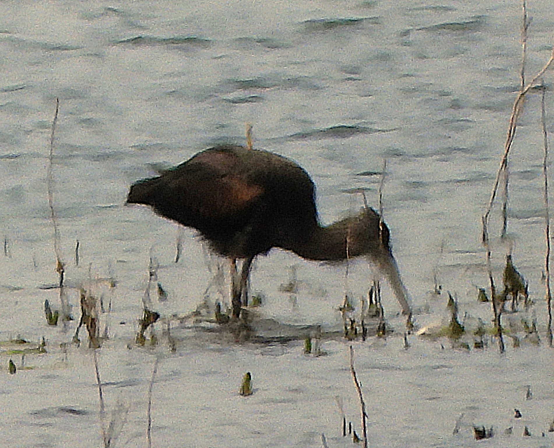Glossy Ibis