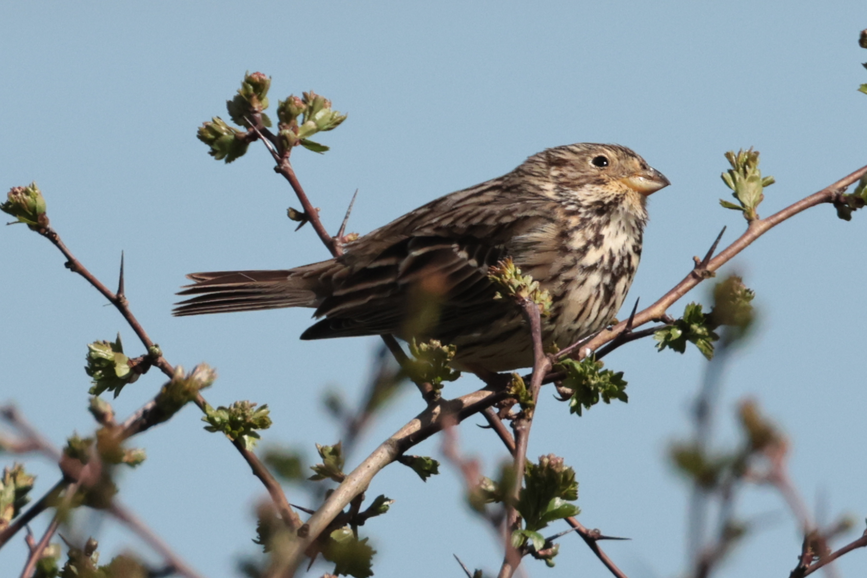 Corn Bunting
