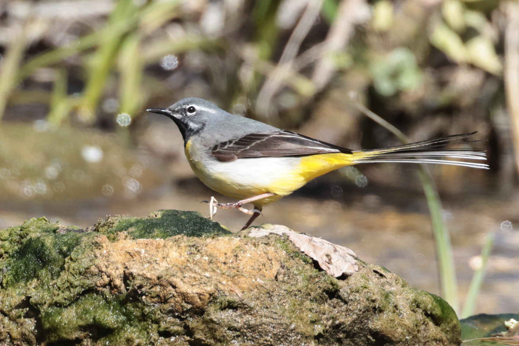 Grey Wagtail