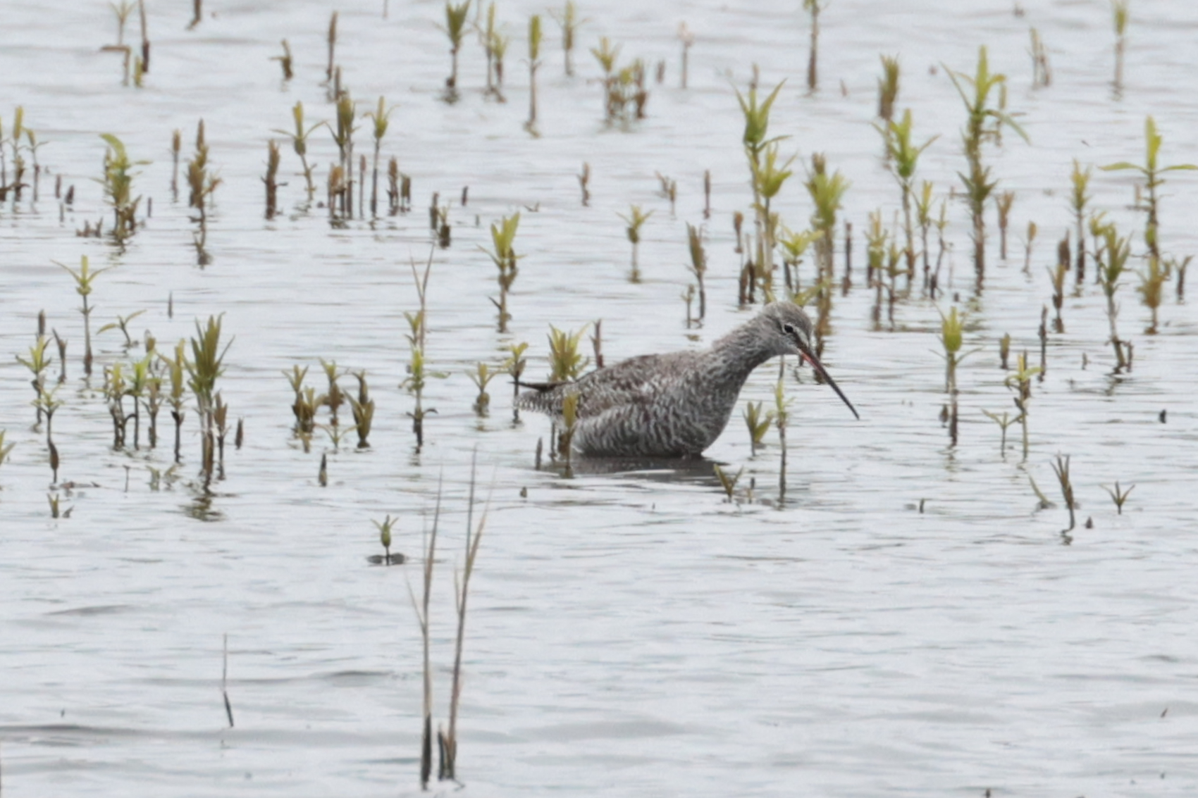 Spotted Redshank
