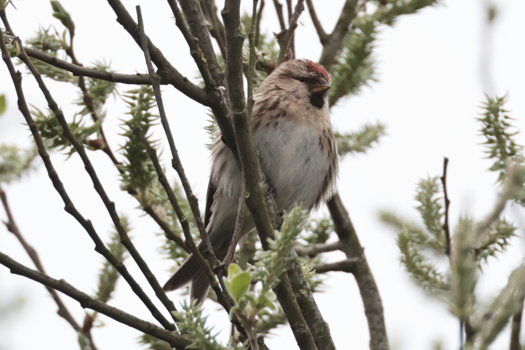 Lesser Redpoll