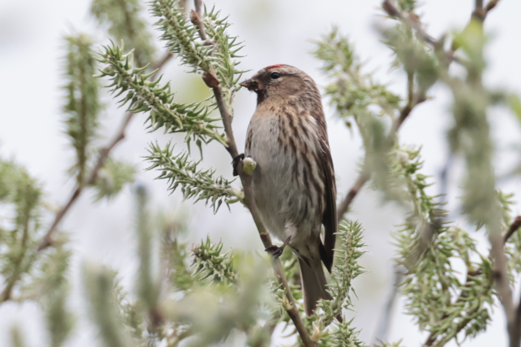 Lesser Redpoll