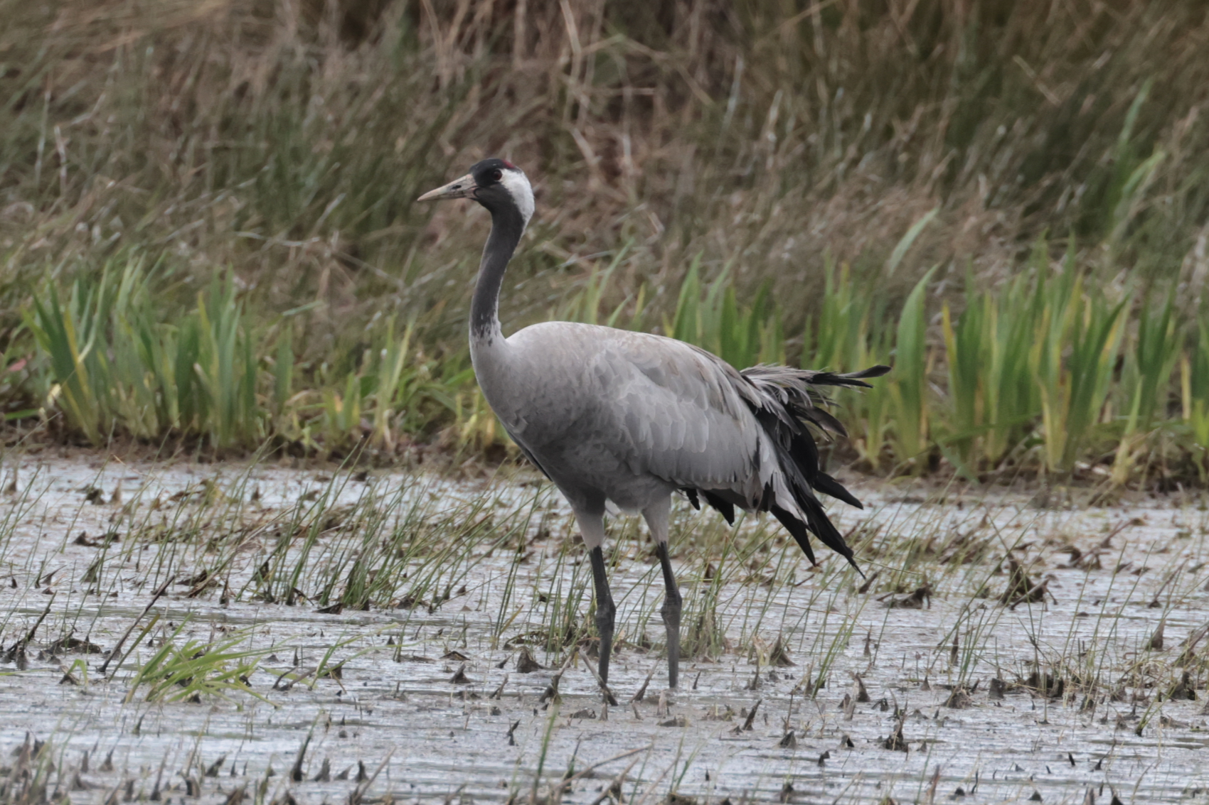 Common Crane
