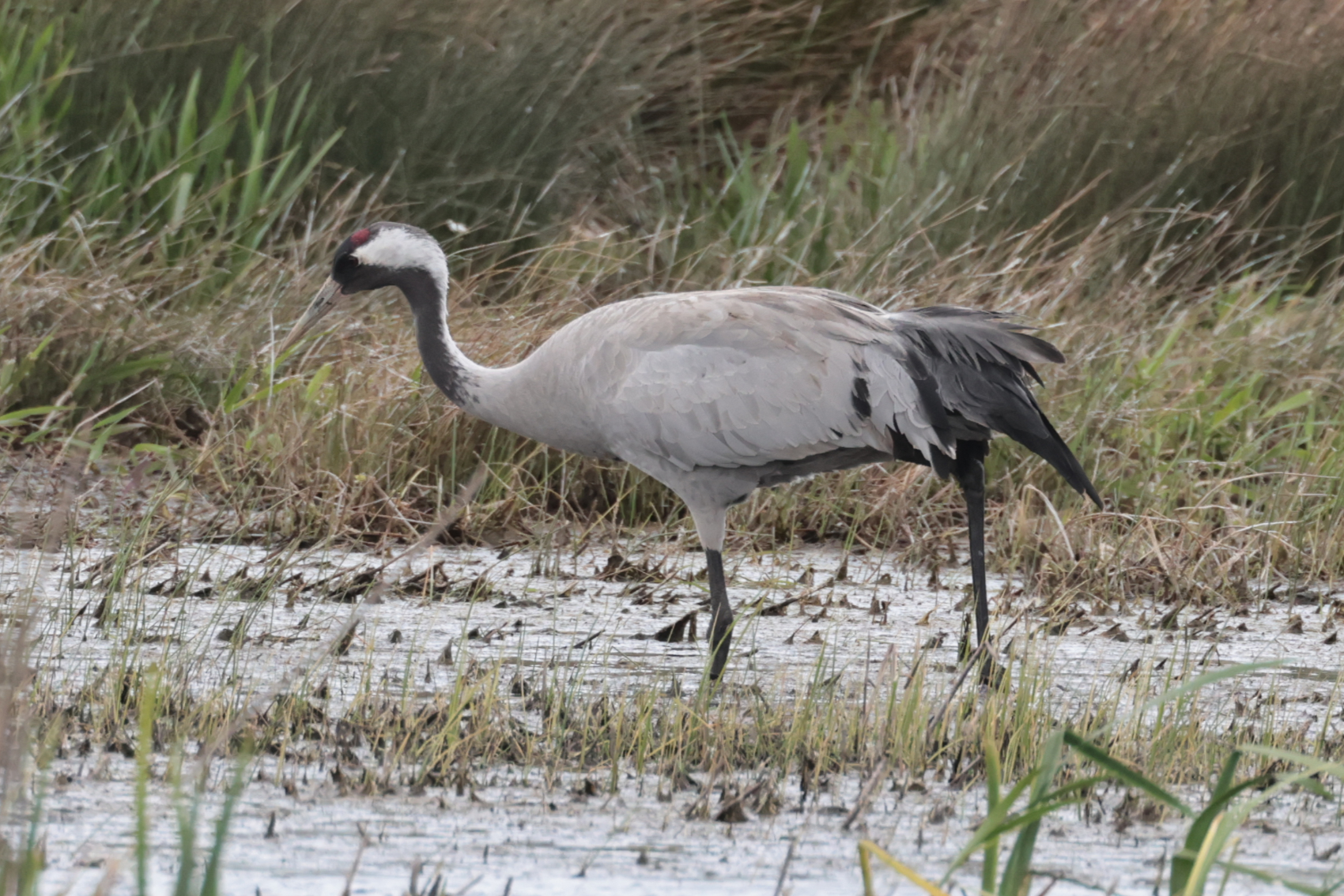 Common Crane