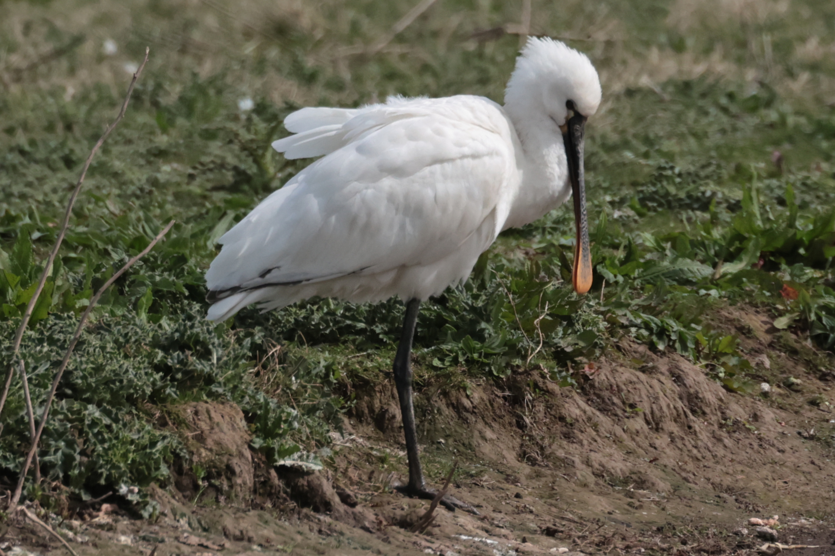 Spoonbill