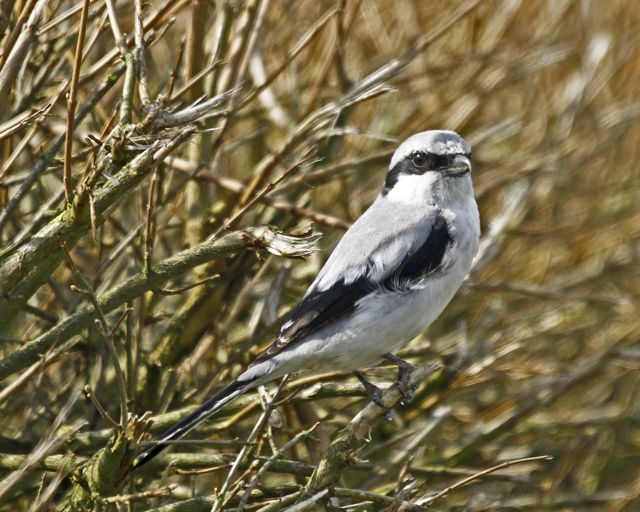 Great Grey Shrike