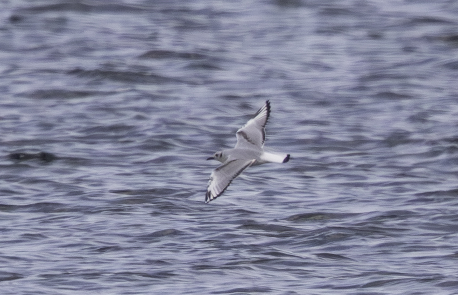Bonaparte's Gull