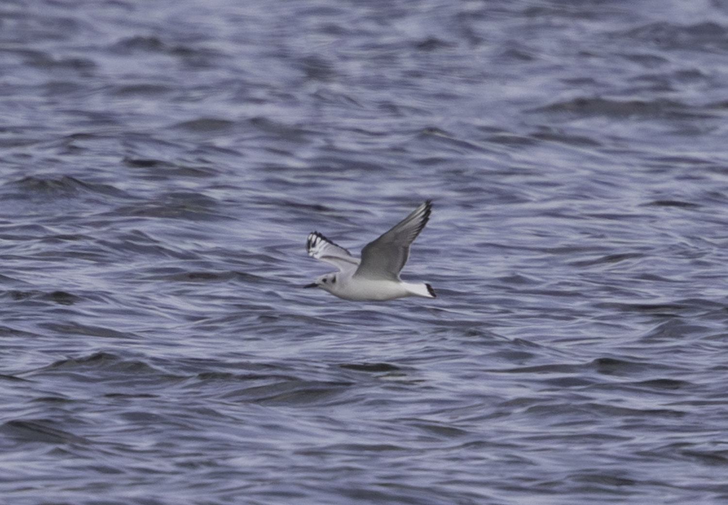 Bonaparte's Gull