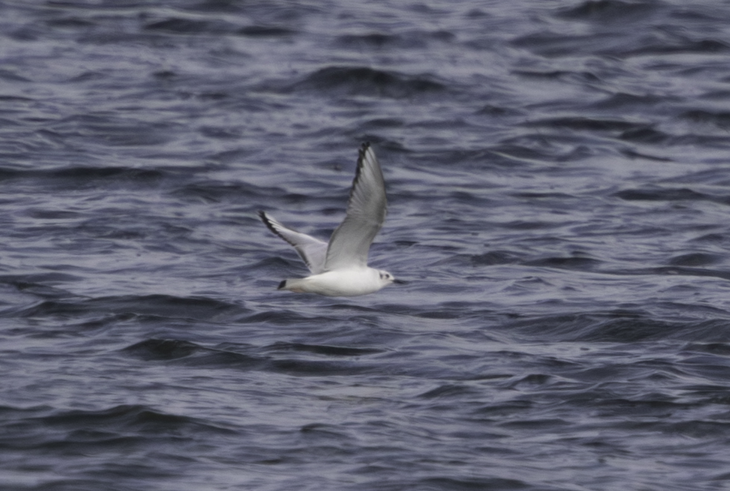 Bonaparte's Gull