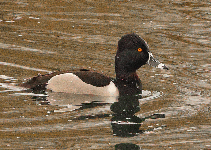Ring-necked Duck