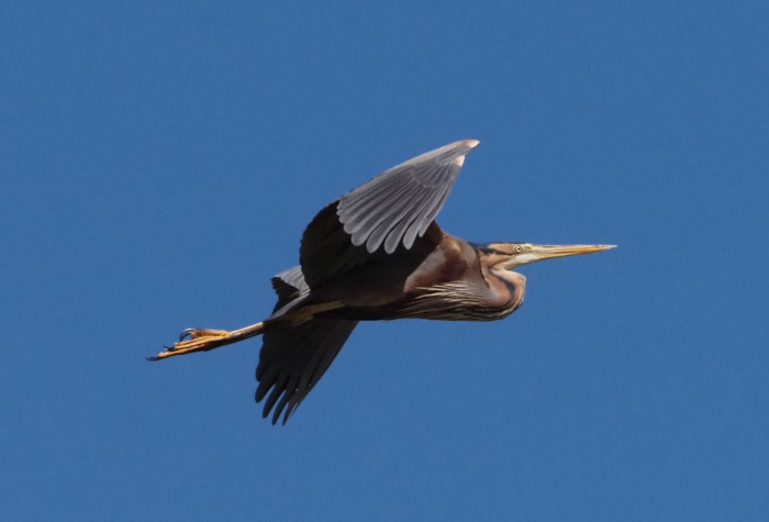 Purple Heron