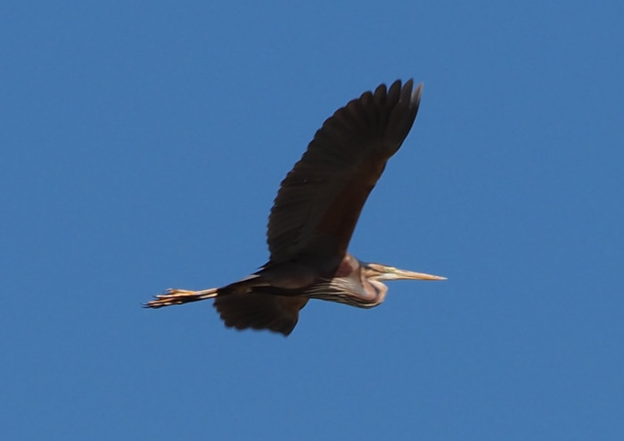 Purple Heron