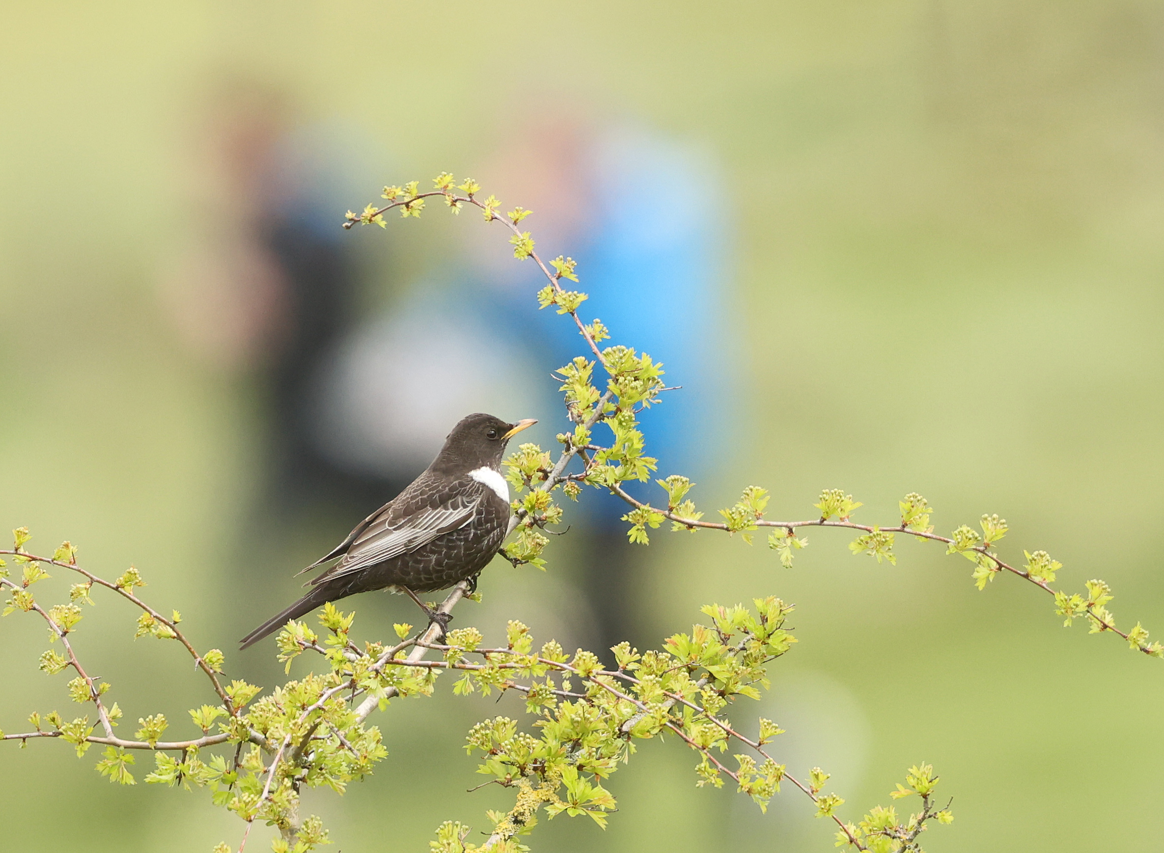 Ring Ouzel
