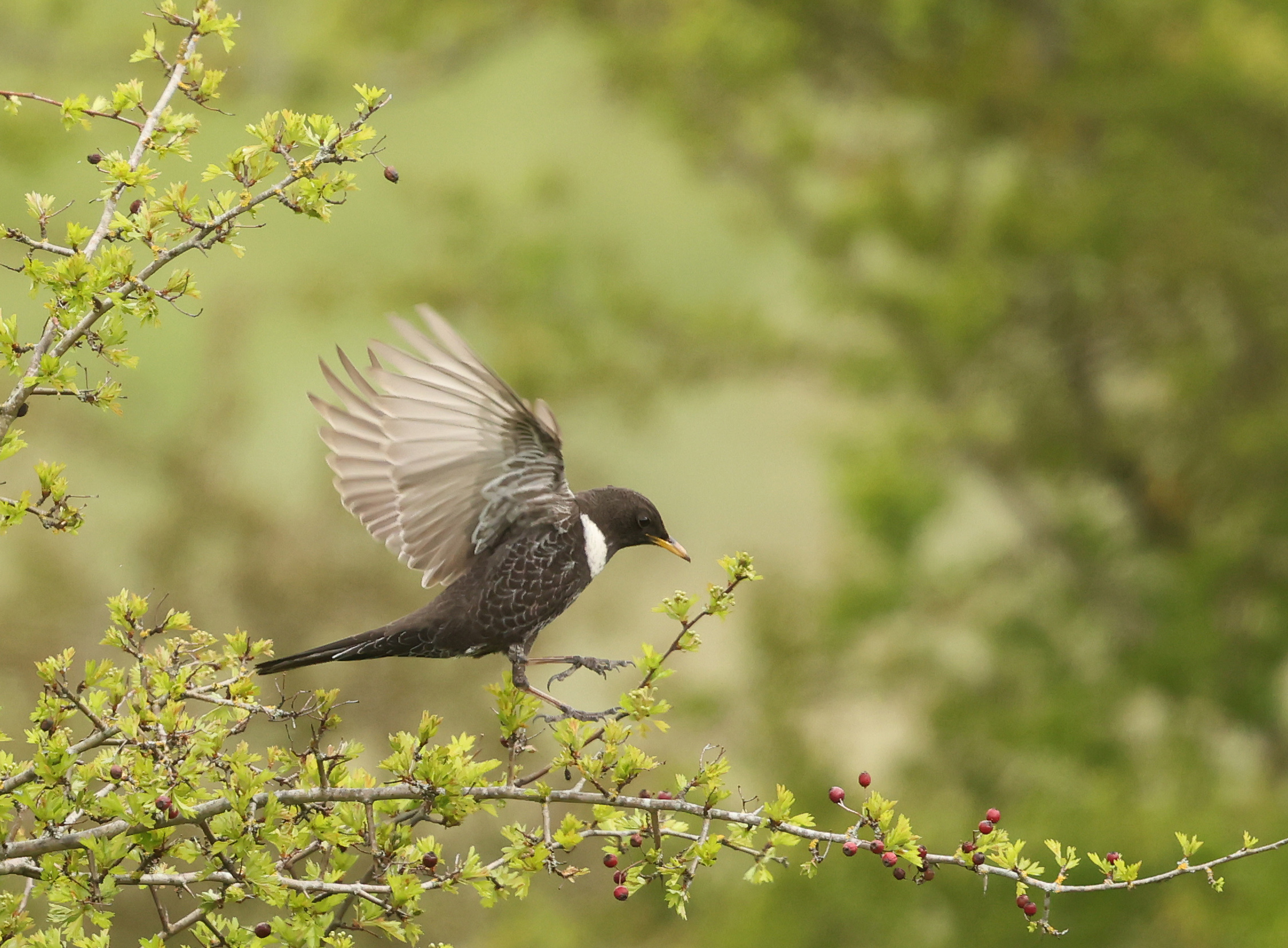 Ring Ouzel