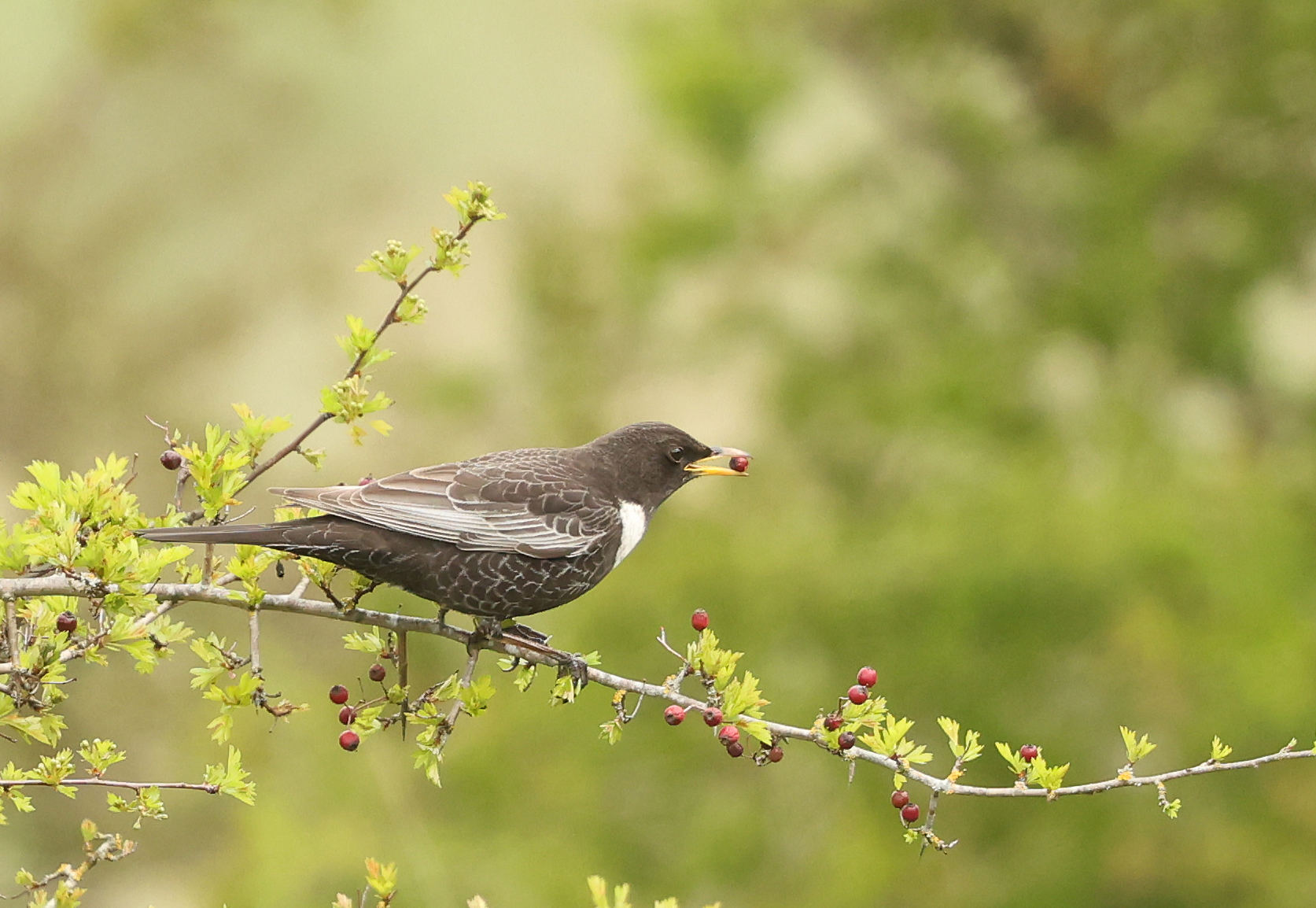 Ring Ouzel