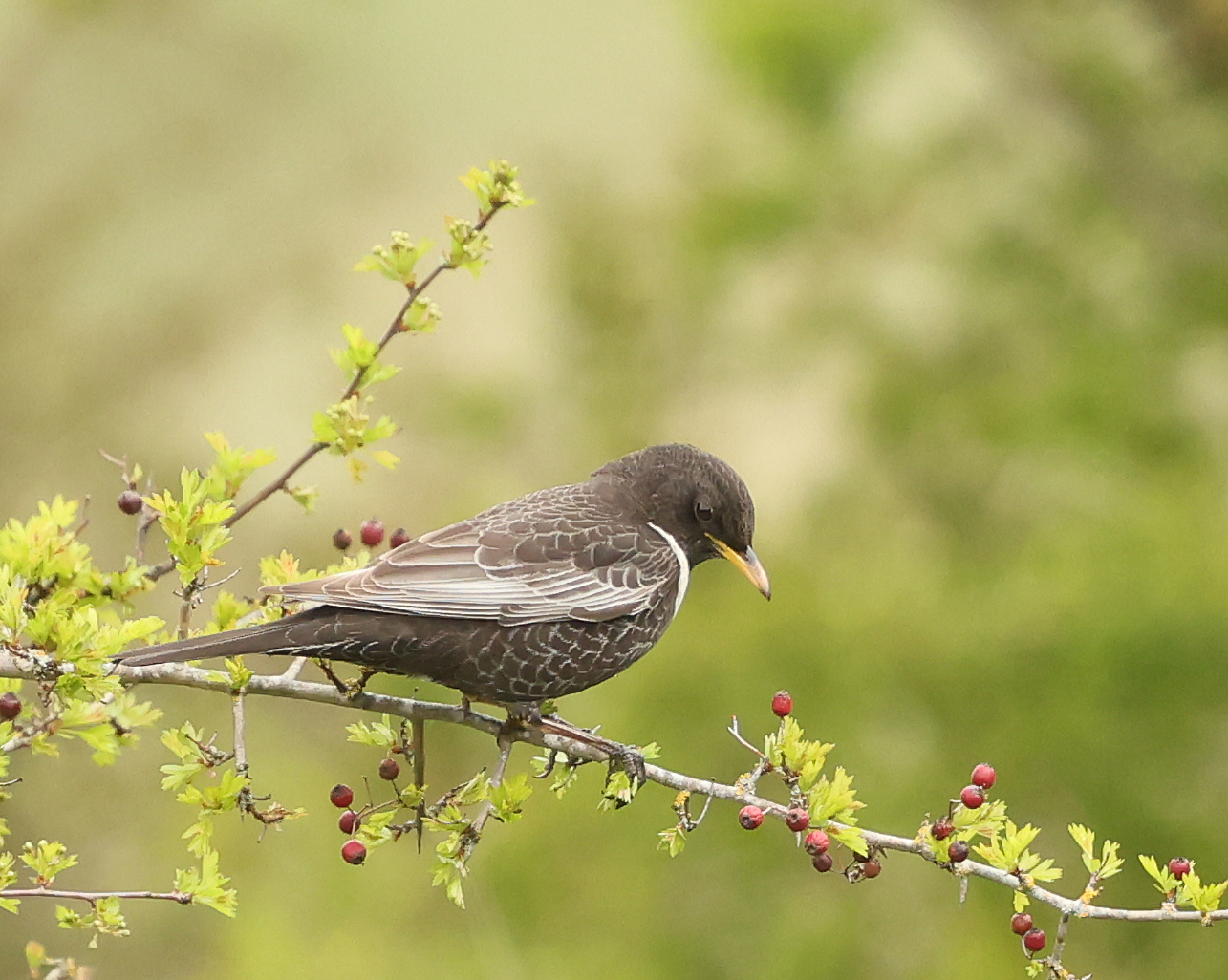 Ring Ouzel