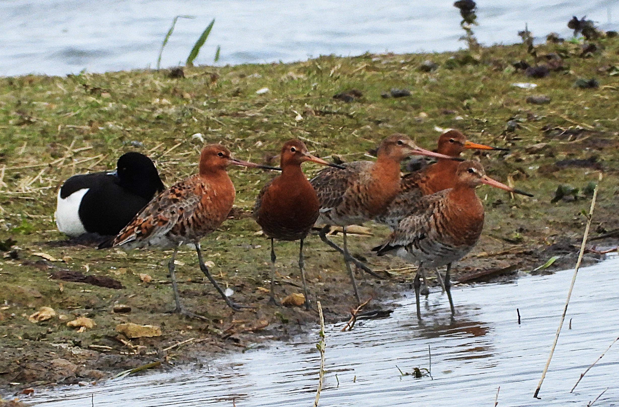Black-tailed Godwit