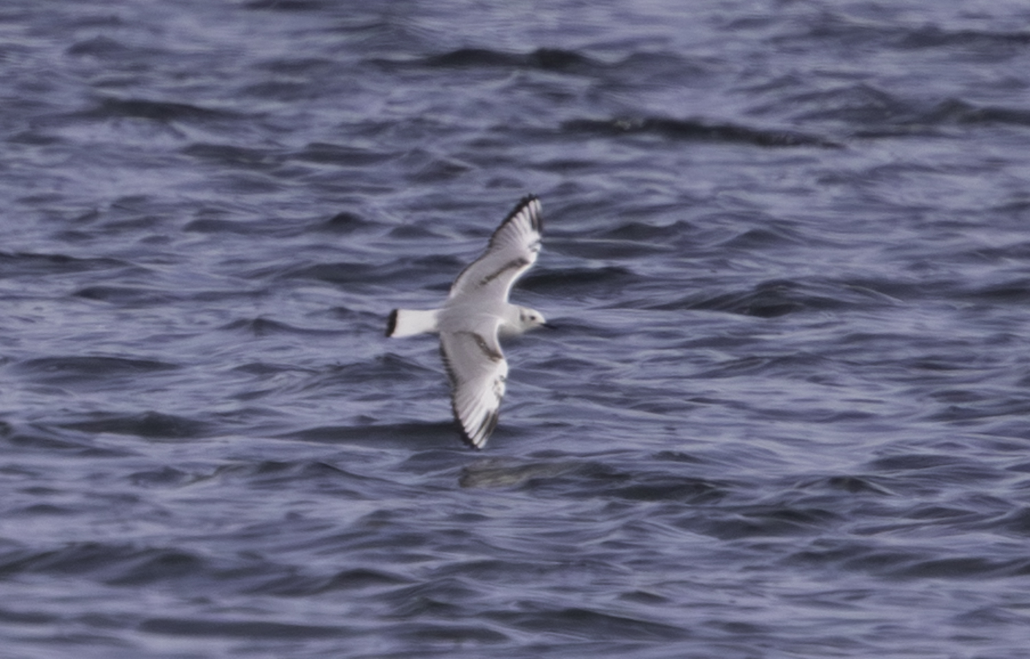 Bonaparte's Gull