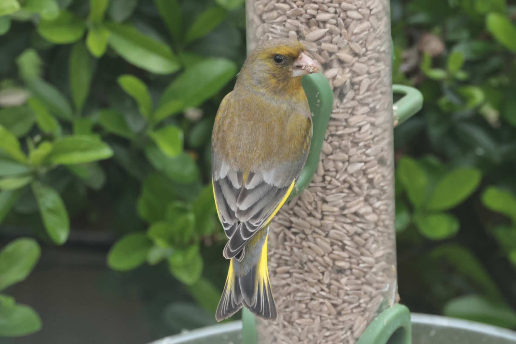 Greenfinch