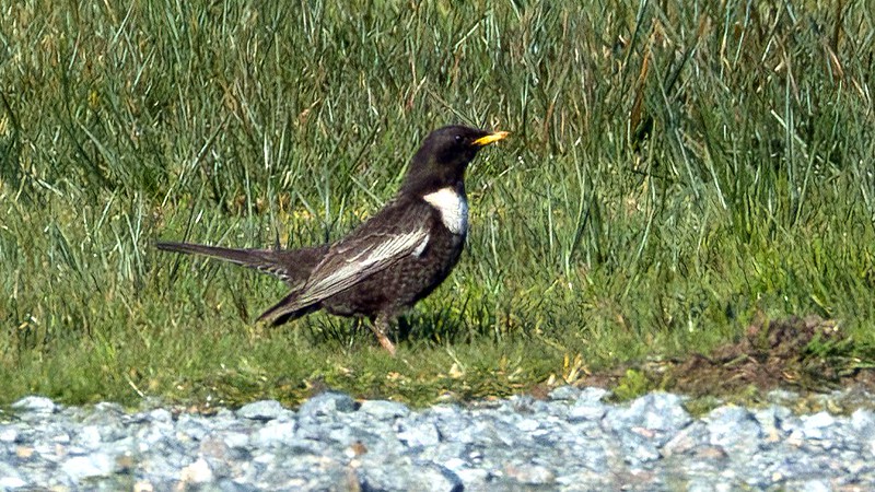 Ring Ouzel