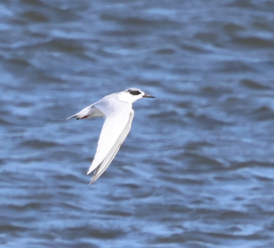 Forster's Tern