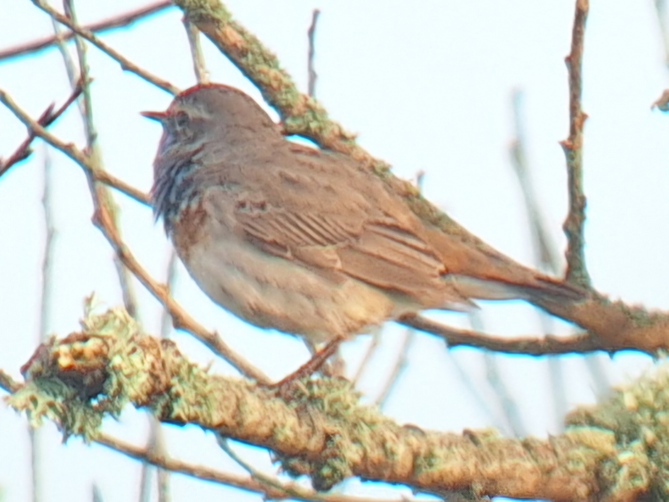 Red-spotted Bluethroat