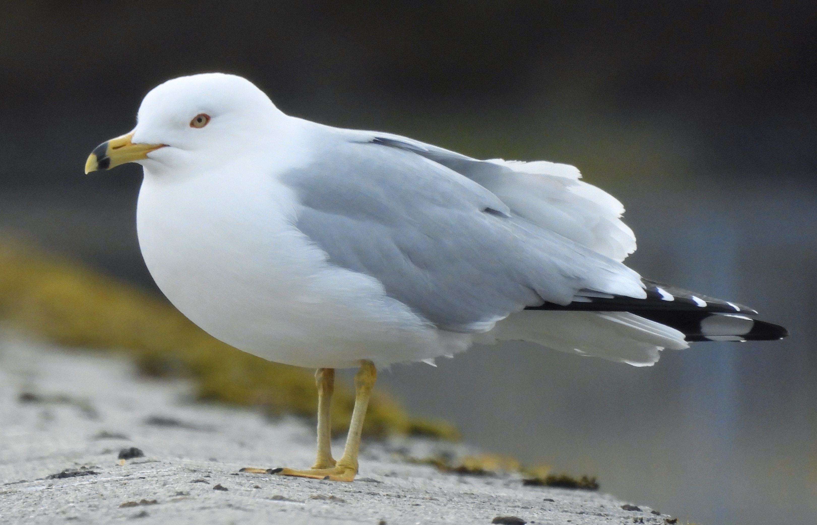 Ring-billed Gull