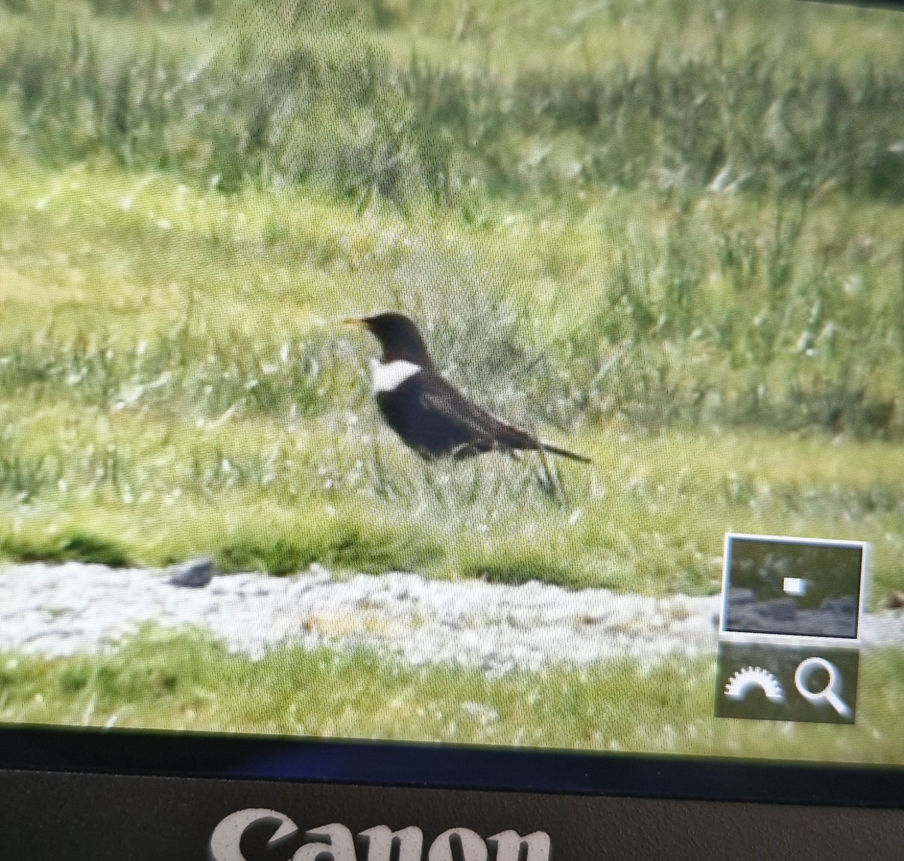Ring Ouzel