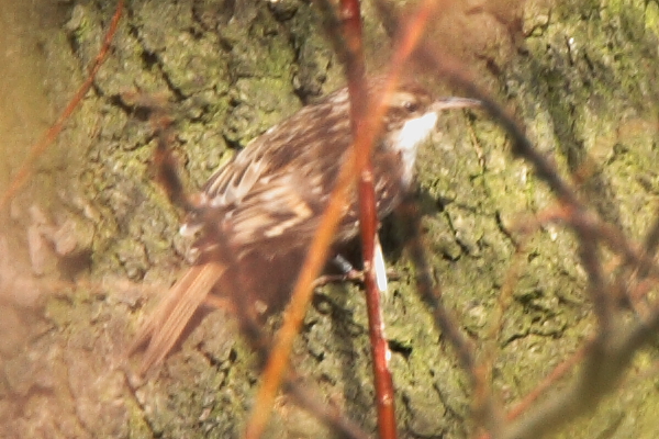 Short-toed Treecreeper
