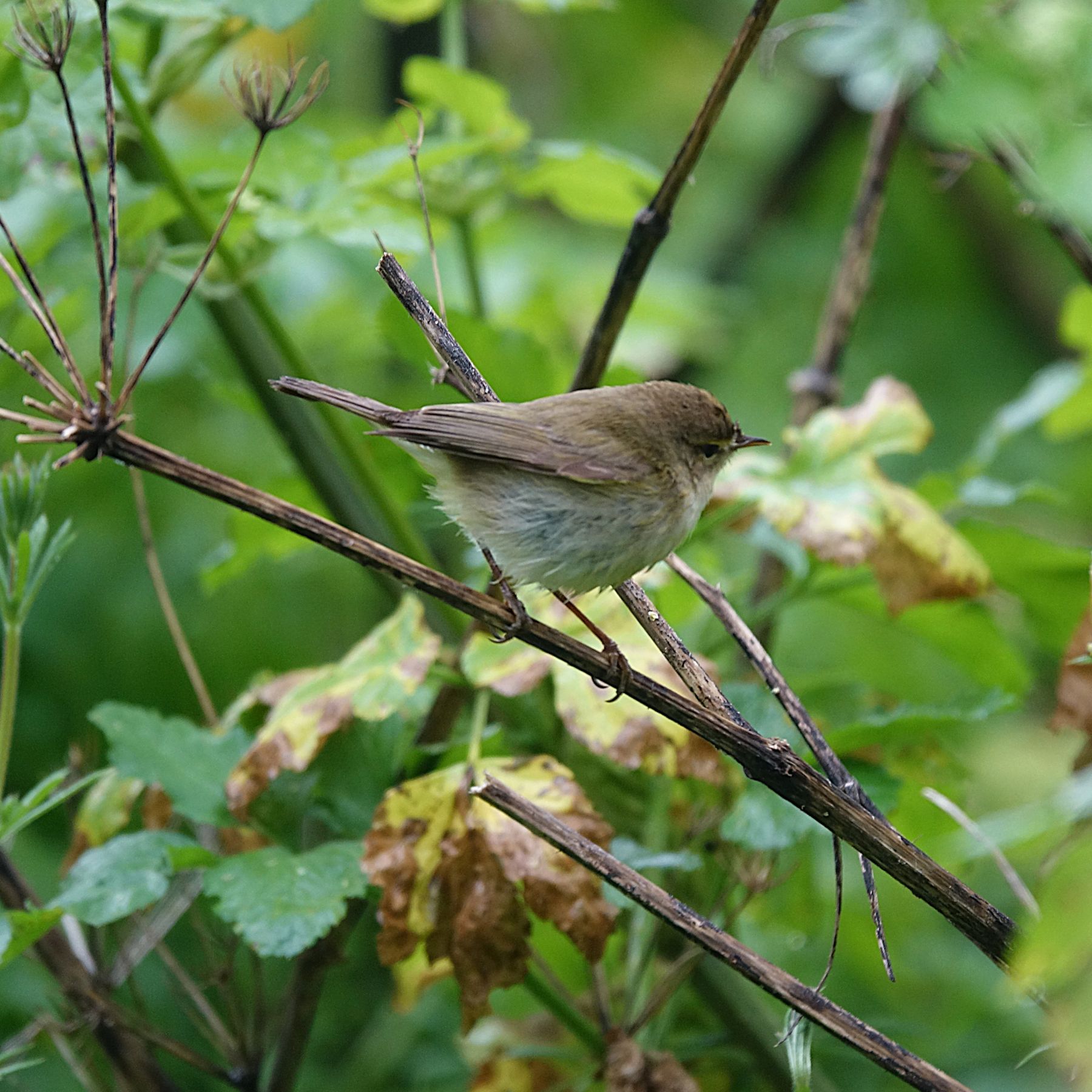 Siberian Chiffchaff