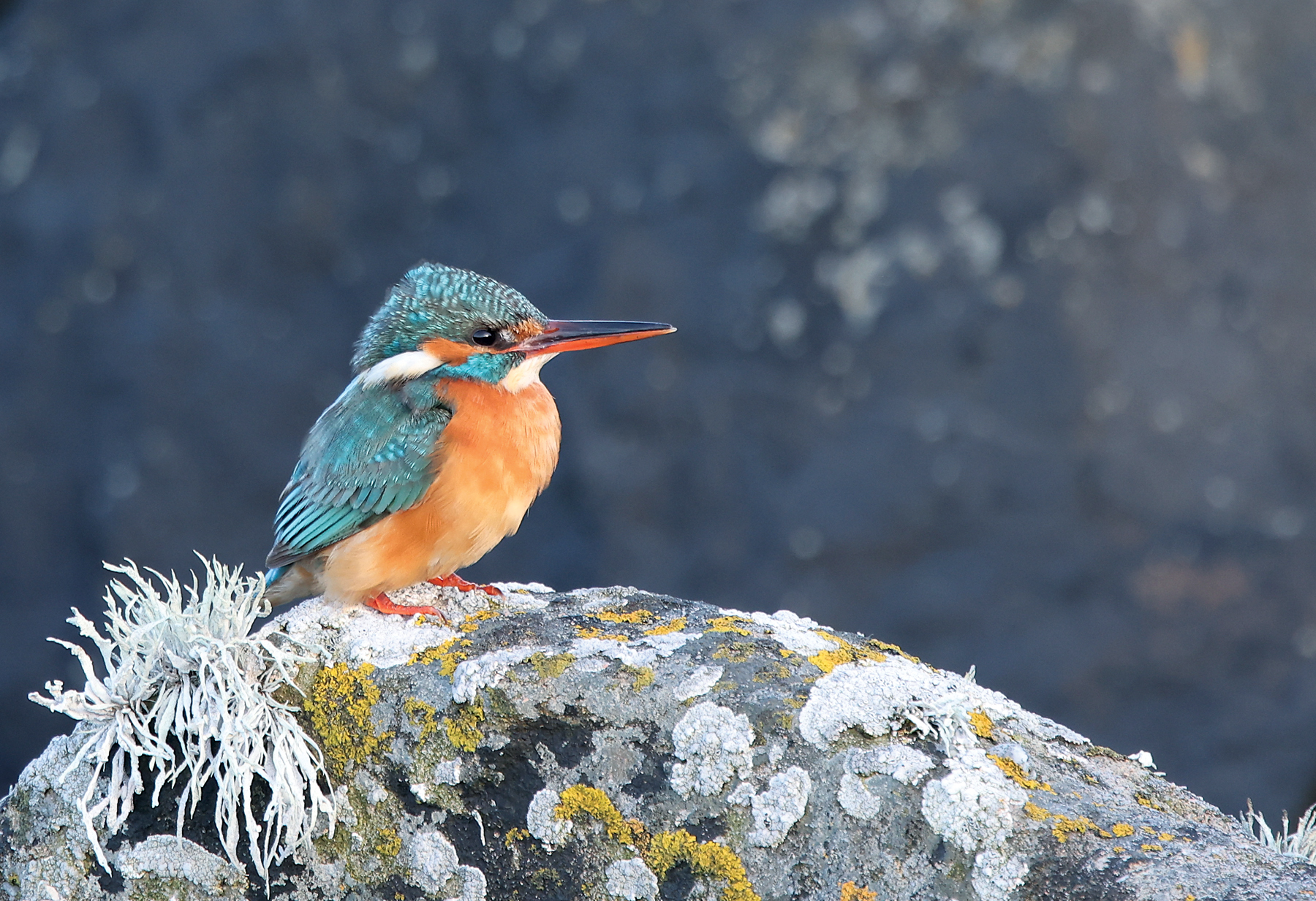 Kingfisher