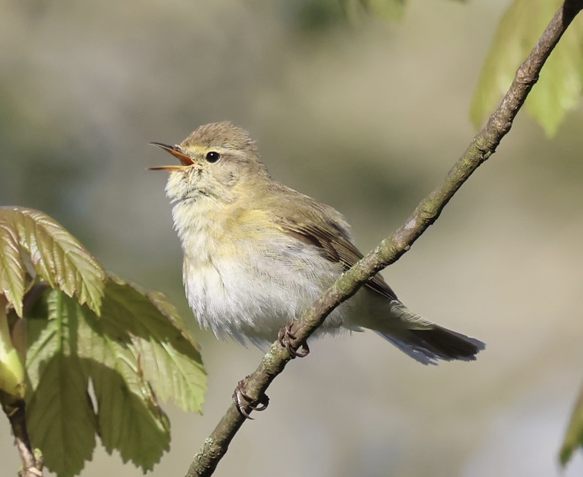 Iberian Chiffchaff