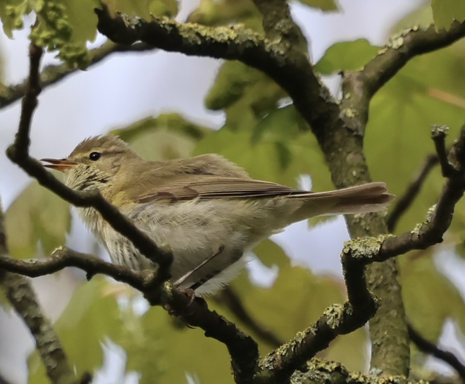 Iberian Chiffchaff