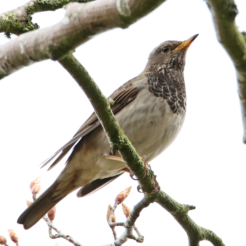 Black-throated Thrush