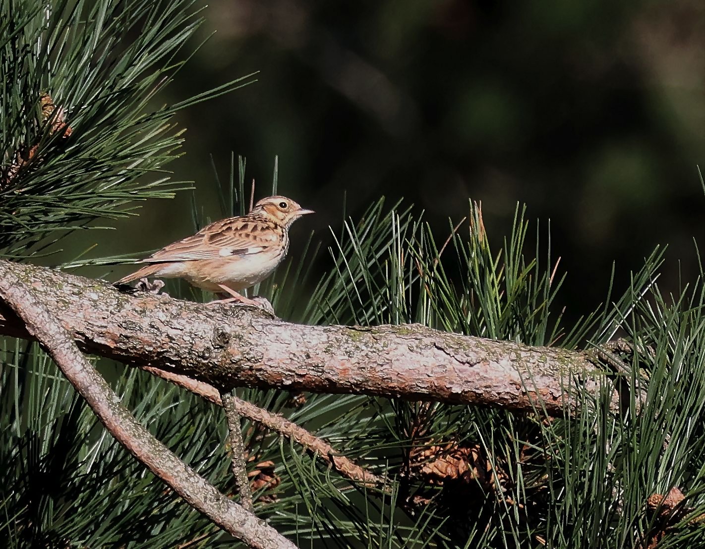 Woodlark
