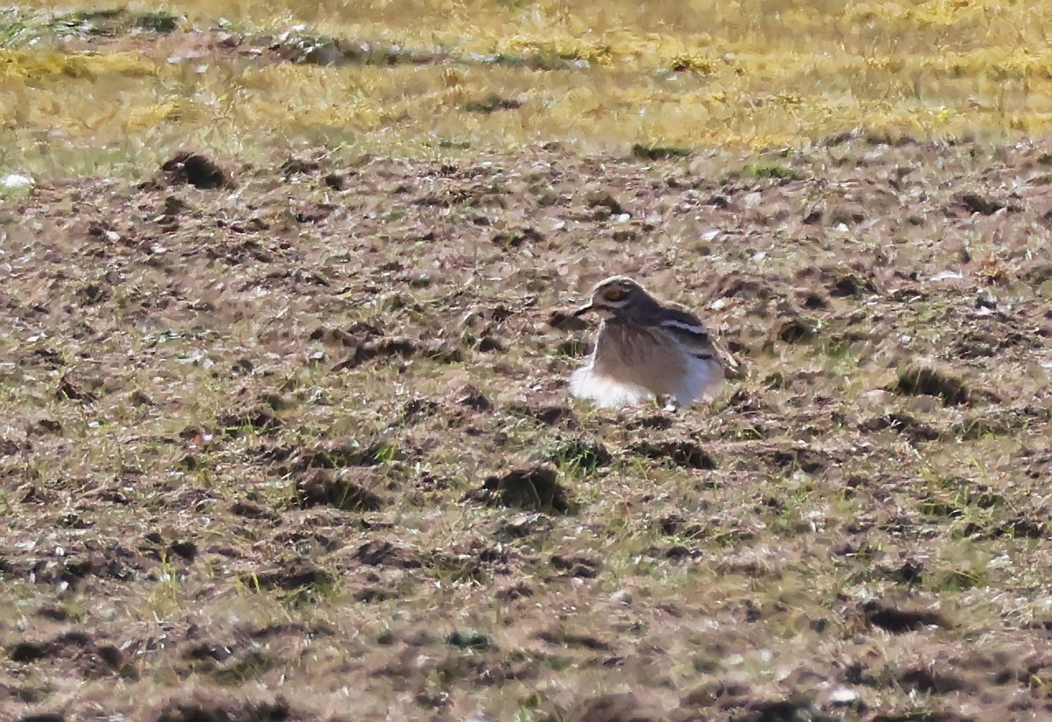 Stone Curlew