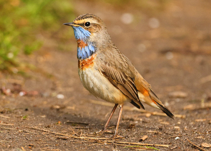 Red-spotted Bluethroat