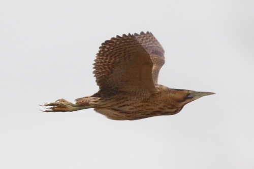 Bittern