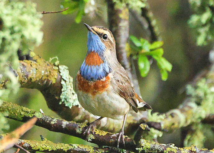 Red-spotted Bluethroat